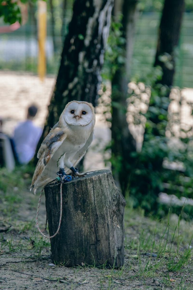 Zdjęcie w galerii na portalu naszwodzislaw.com: Zielony szlak pełen wyzwań. Wodzisławski Eko-Rajd za nami [FOTO] wiadomości z regionu