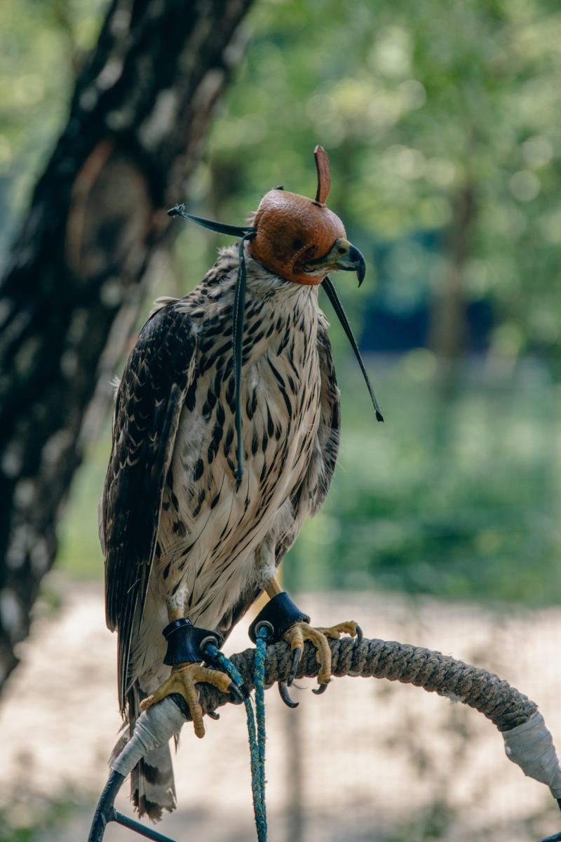 Zdjęcie w galerii na portalu naszwodzislaw.com: Zielony szlak pełen wyzwań. Wodzisławski Eko-Rajd za nami [FOTO] wiadomości z regionu