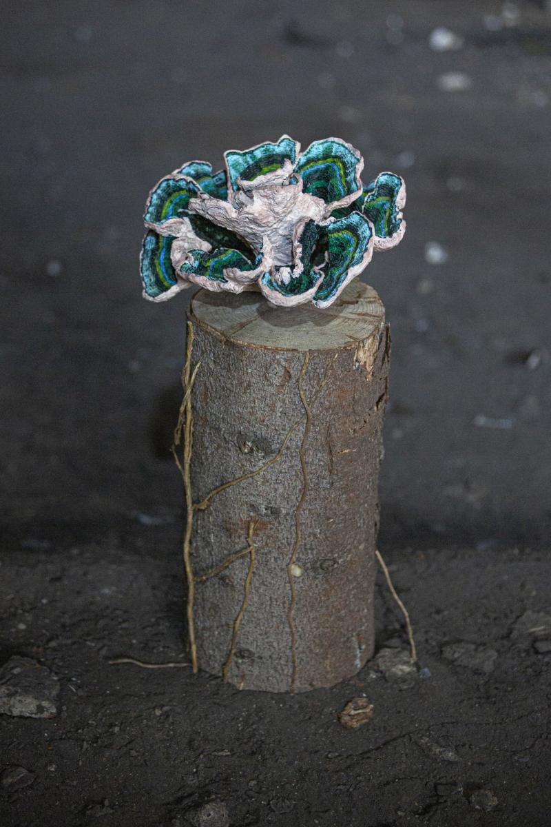 Zdjęcie w galerii na portalu naszwodzislaw.com: Długi weekend z Fitoglosjami w Ignacym wiadomości z regionu