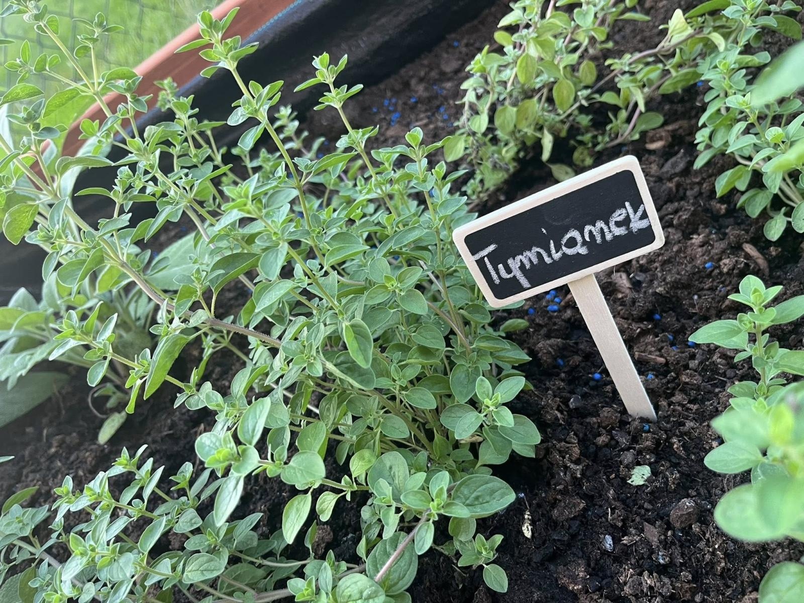 Zdjęcie w galerii na portalu naszwodzislaw.com: Inicjatywa społeczna w Podbuczu. Powstał ziołowy ogródek wiadomości z regionu