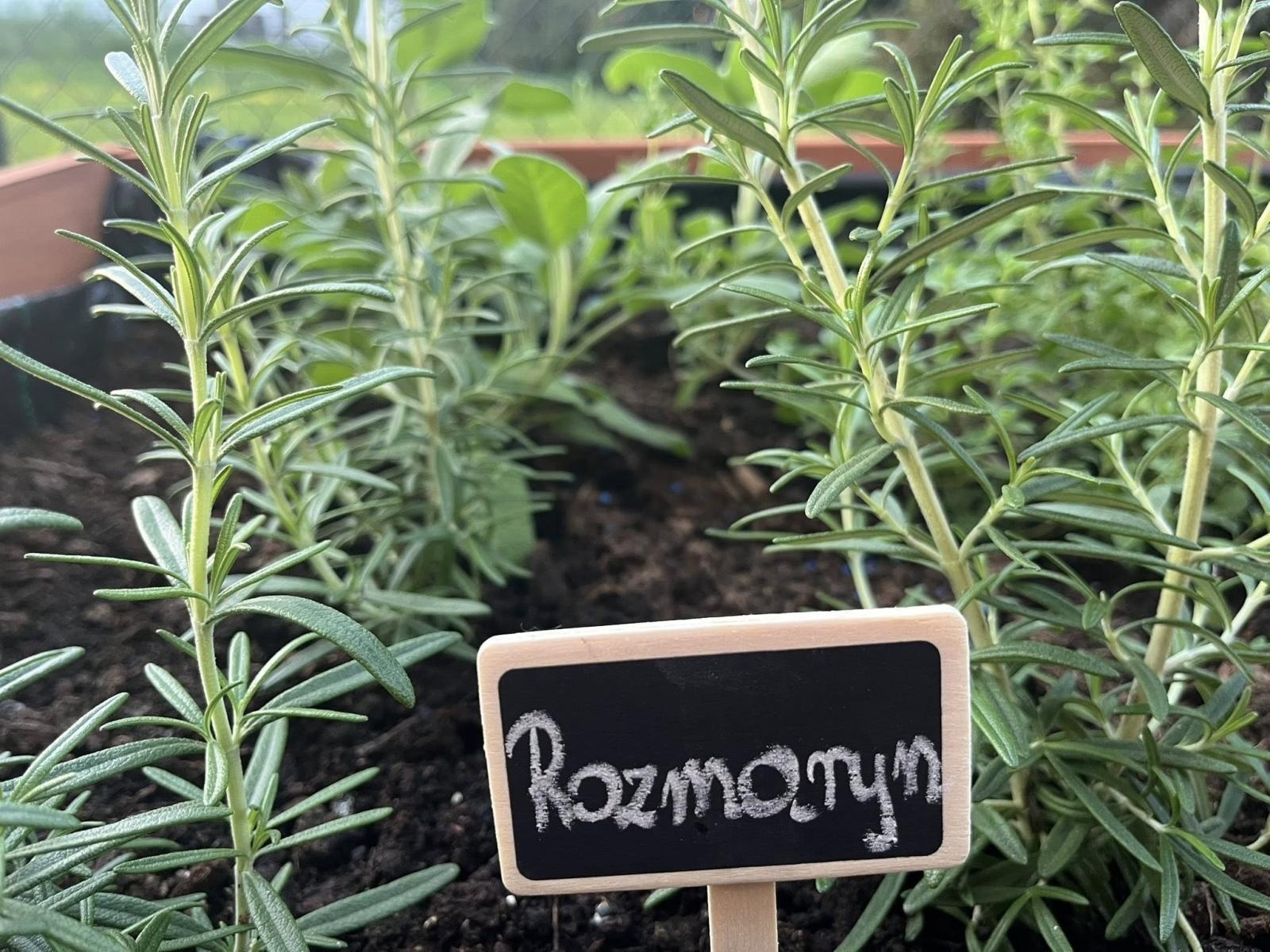 Zdjęcie w galerii na portalu naszwodzislaw.com: Inicjatywa społeczna w Podbuczu. Powstał ziołowy ogródek wiadomości z regionu