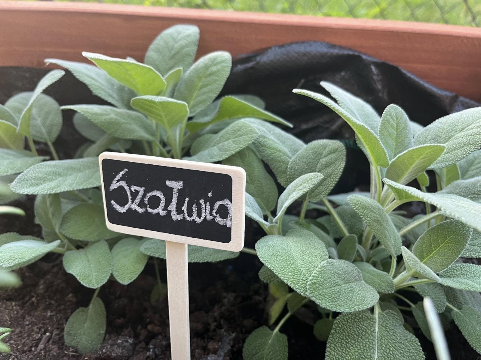 Zdjęcie w galerii na portalu naszwodzislaw.com: Inicjatywa społeczna w Podbuczu. Powstał ziołowy ogródek wiadomości z regionu