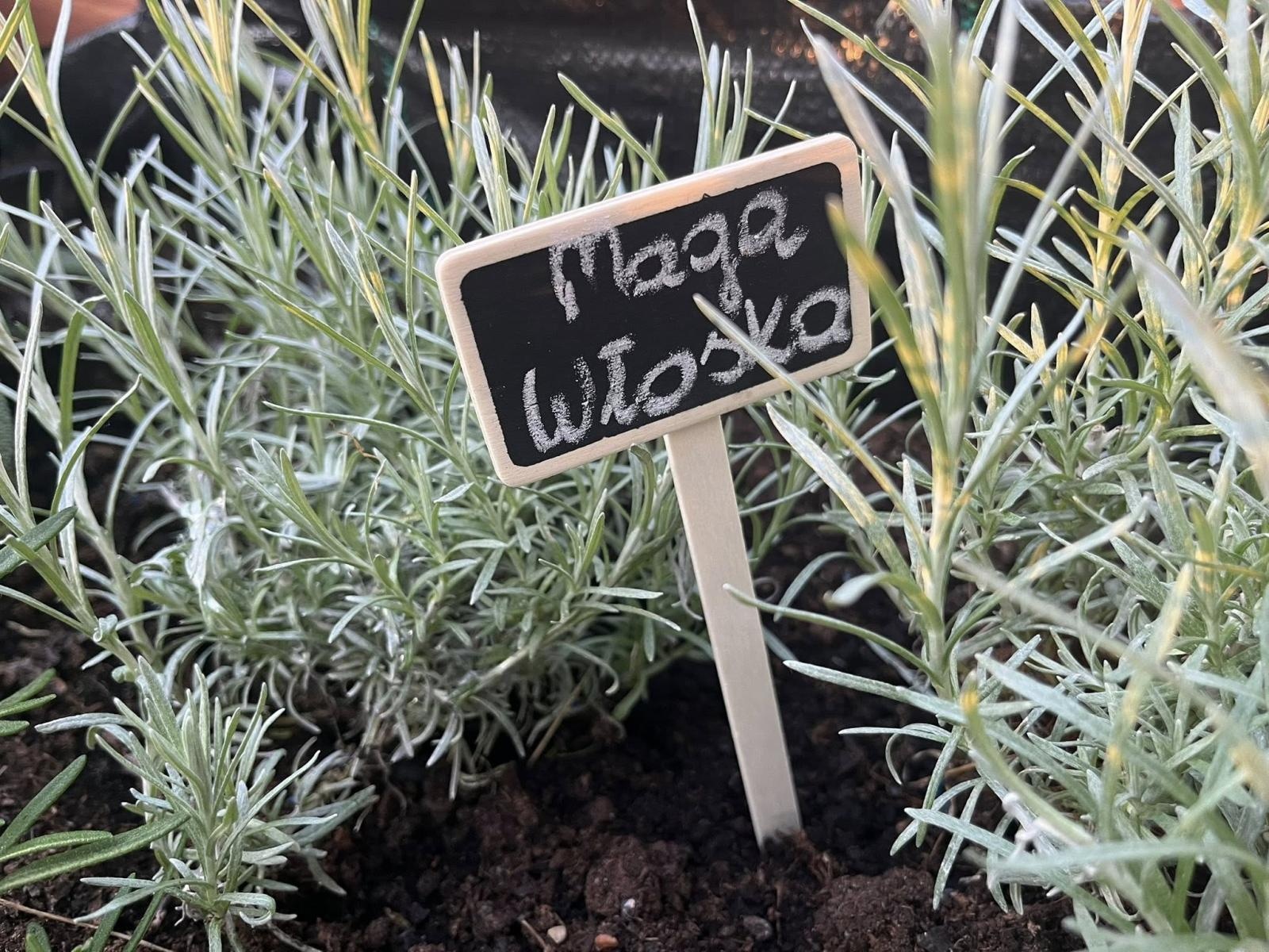 Zdjęcie w galerii na portalu naszwodzislaw.com: Inicjatywa społeczna w Podbuczu. Powstał ziołowy ogródek wiadomości z regionu