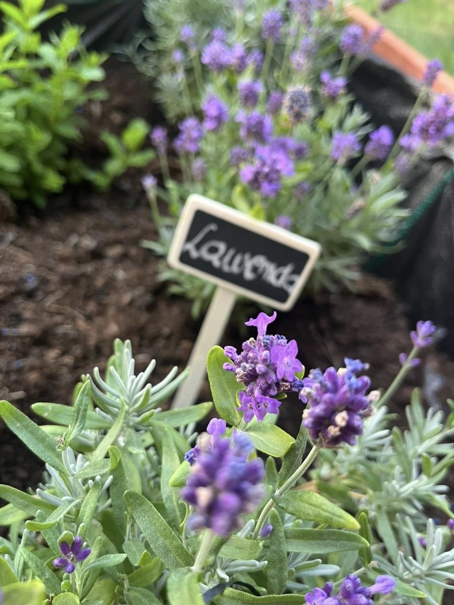 Zdjęcie w galerii na portalu naszwodzislaw.com: Inicjatywa społeczna w Podbuczu. Powstał ziołowy ogródek wiadomości z regionu