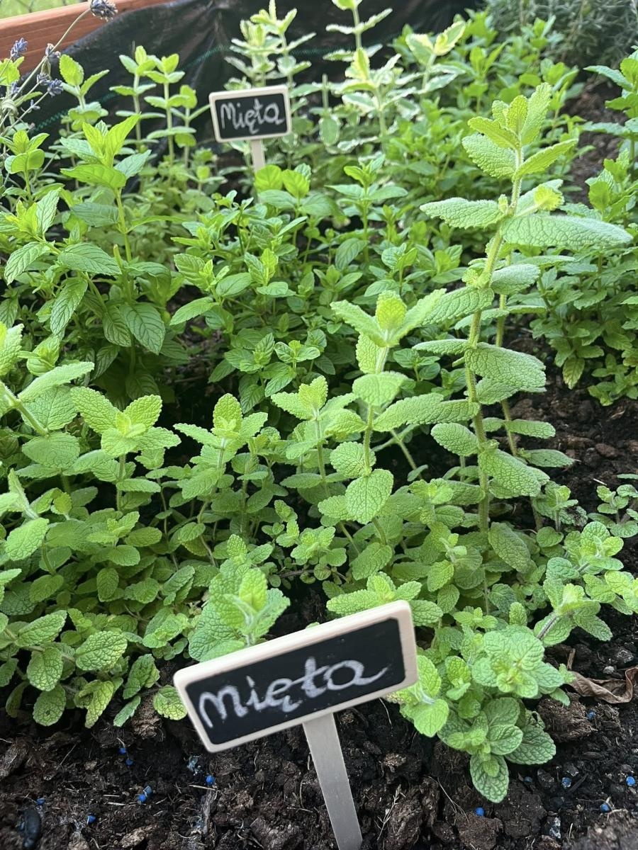 Zdjęcie w galerii na portalu naszwodzislaw.com: Inicjatywa społeczna w Podbuczu. Powstał ziołowy ogródek wiadomości z regionu