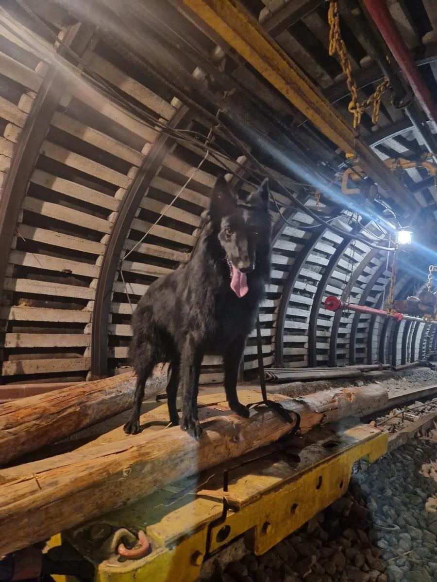 Zdjęcie w galerii na portalu naszwodzislaw.com: Żołnierz na czterech łapach, czyli nowy pies w służbie śląskich terytorialsów wiadomości z regionu