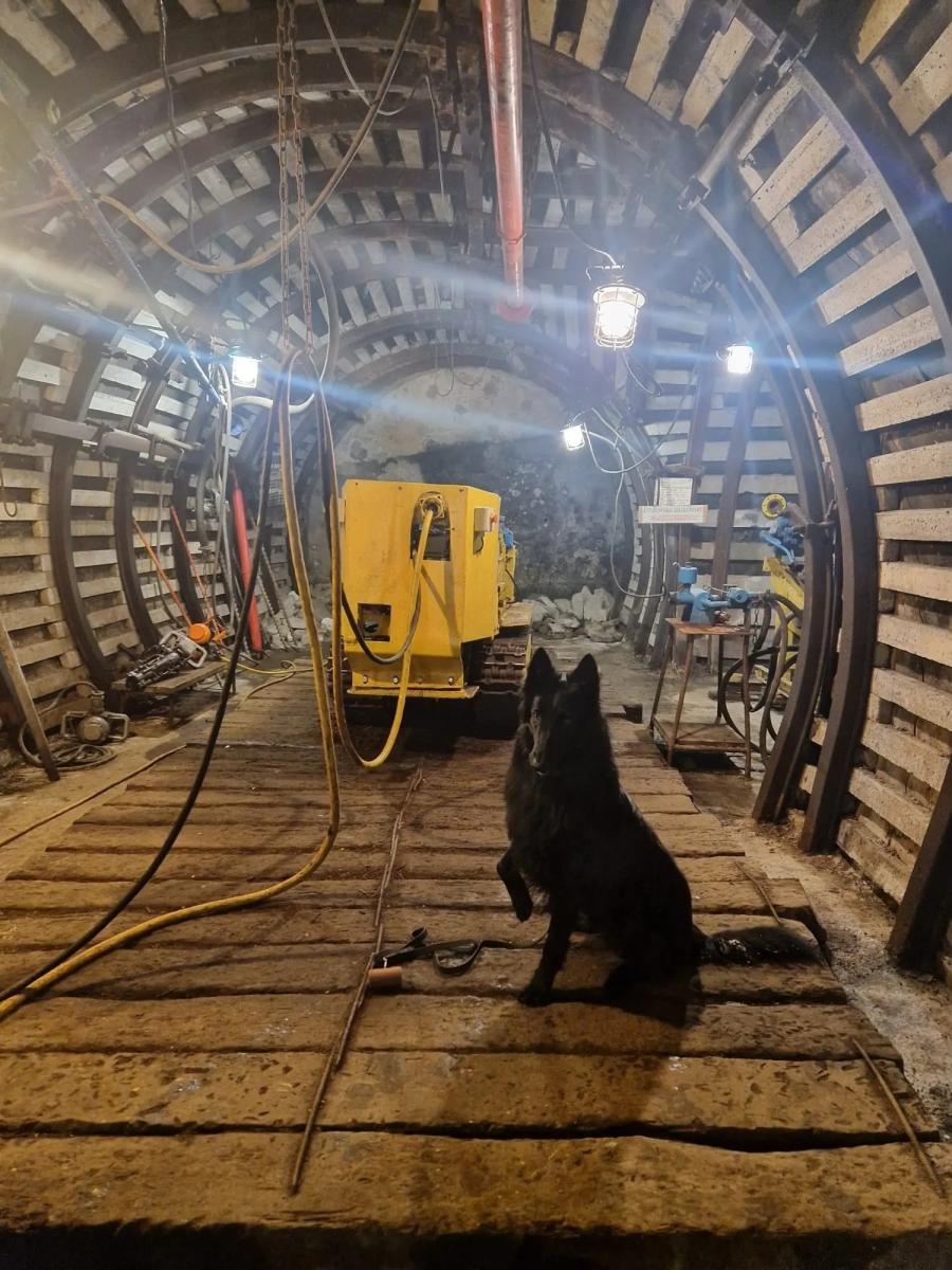 Zdjęcie w galerii na portalu naszwodzislaw.com: Żołnierz na czterech łapach, czyli nowy pies w służbie śląskich terytorialsów wiadomości z regionu