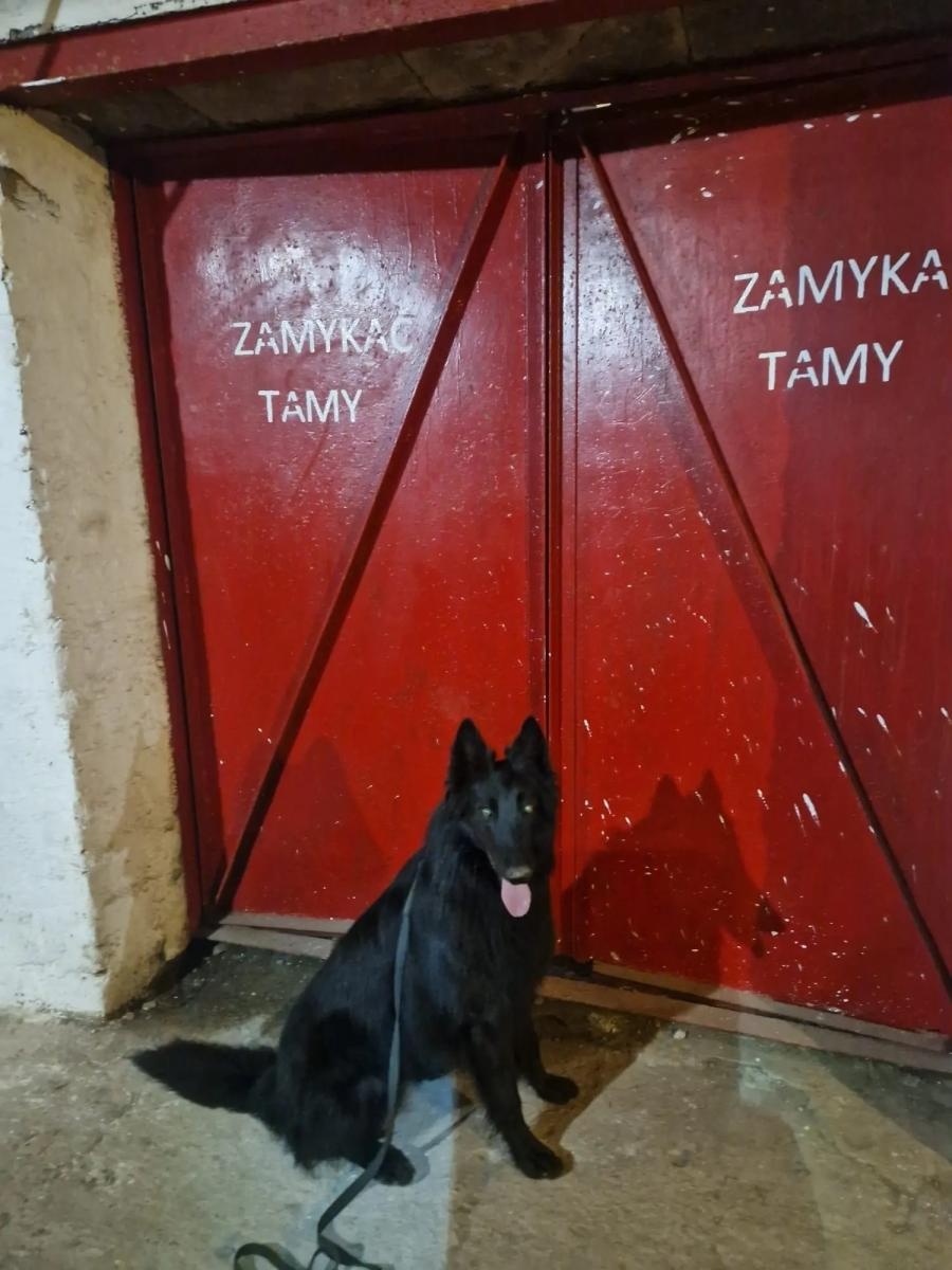 Zdjęcie w galerii na portalu naszwodzislaw.com: Żołnierz na czterech łapach, czyli nowy pies w służbie śląskich terytorialsów wiadomości z regionu