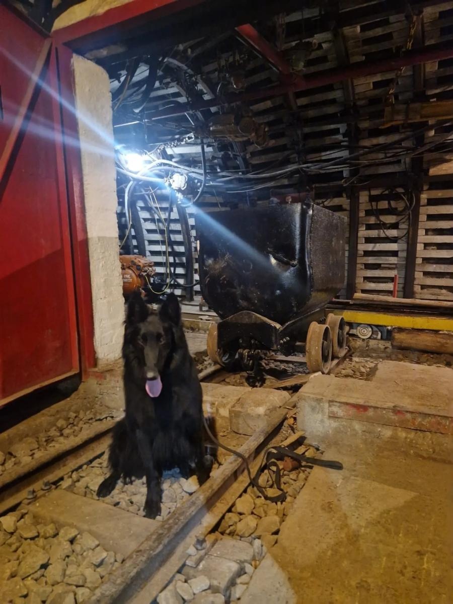 Zdjęcie w galerii na portalu naszwodzislaw.com: Żołnierz na czterech łapach, czyli nowy pies w służbie śląskich terytorialsów wiadomości z regionu