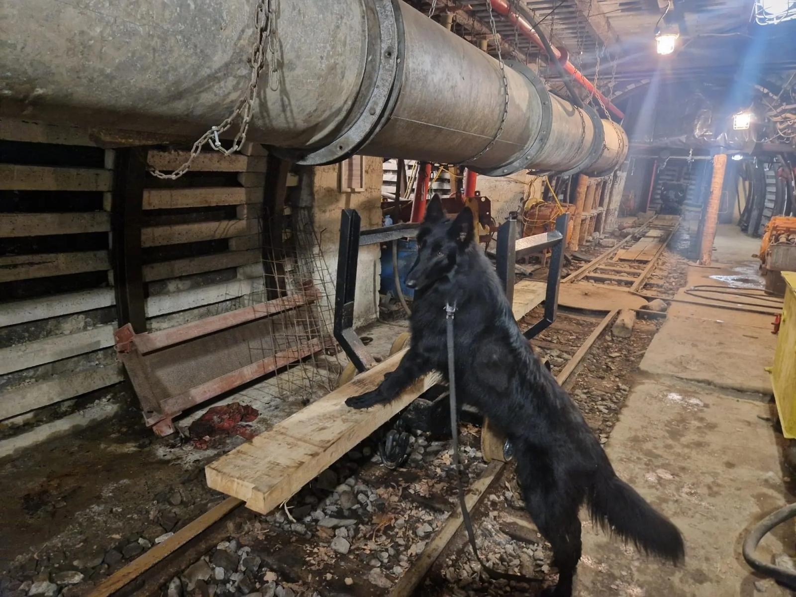 Zdjęcie w galerii na portalu naszwodzislaw.com: Żołnierz na czterech łapach, czyli nowy pies w służbie śląskich terytorialsów wiadomości z regionu