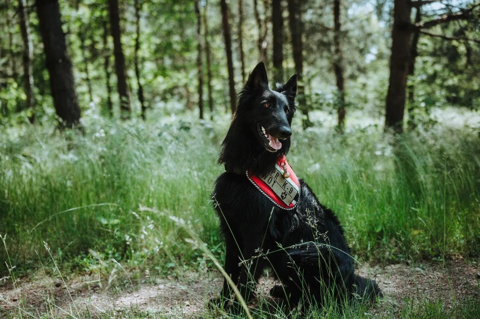 Zdjęcie w galerii na portalu naszwodzislaw.com: Żołnierz na czterech łapach, czyli nowy pies w służbie śląskich terytorialsów wiadomości z regionu