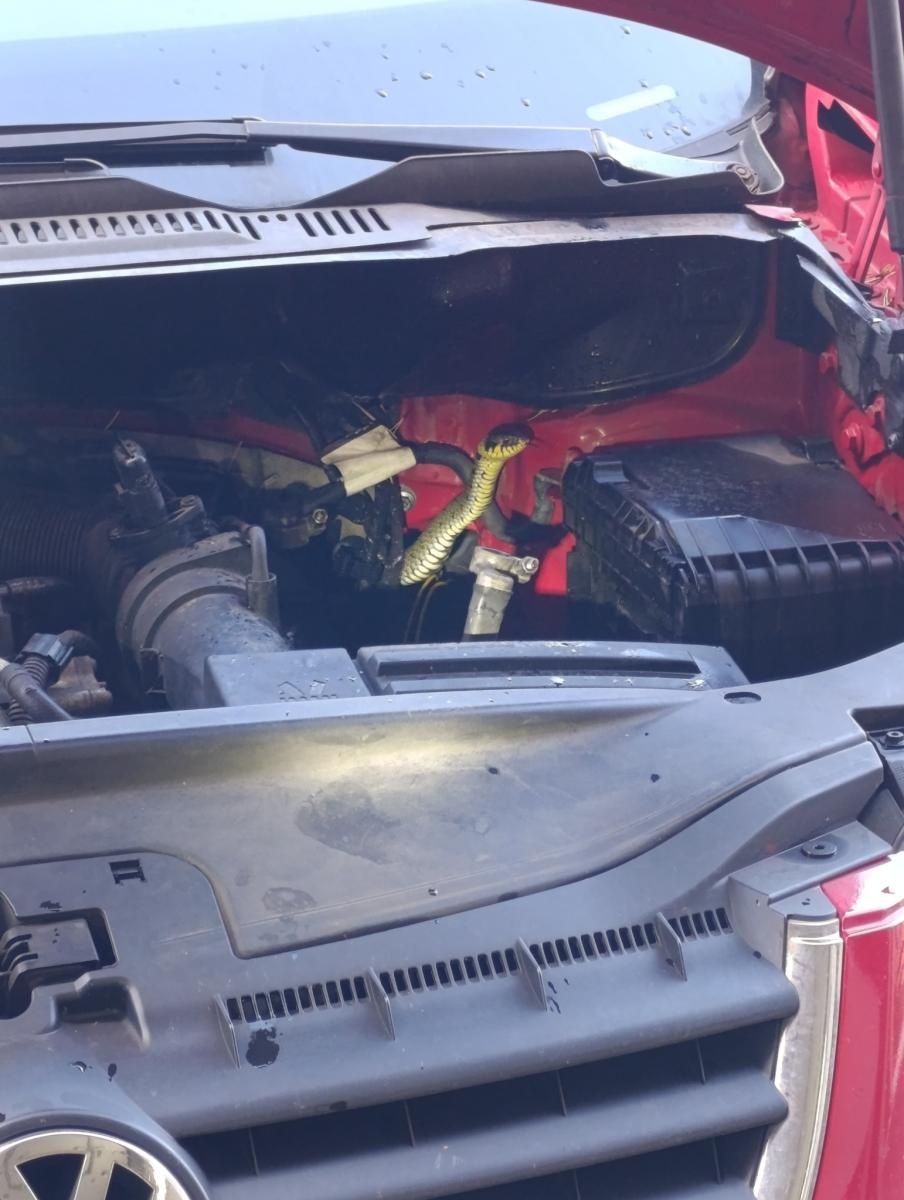 Zdjęcie w galerii na portalu naszwodzislaw.com: Nietypowa interwencja w Czyżowicach. Wąż schował się pod maską samochodu wiadomości z regionu