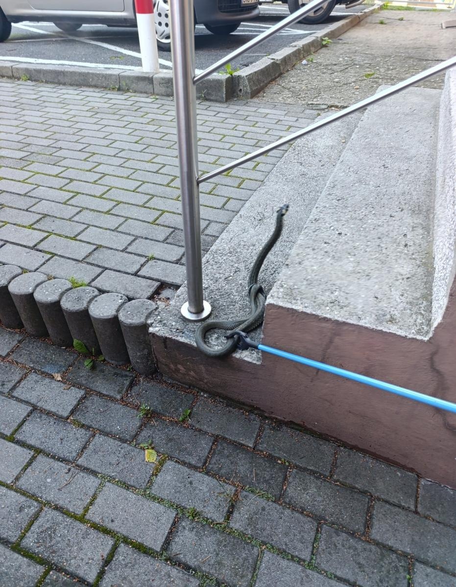 Zdjęcie w galerii na portalu naszwodzislaw.com: Nietypowa interwencja w Czyżowicach. Wąż schował się pod maską samochodu wiadomości z regionu