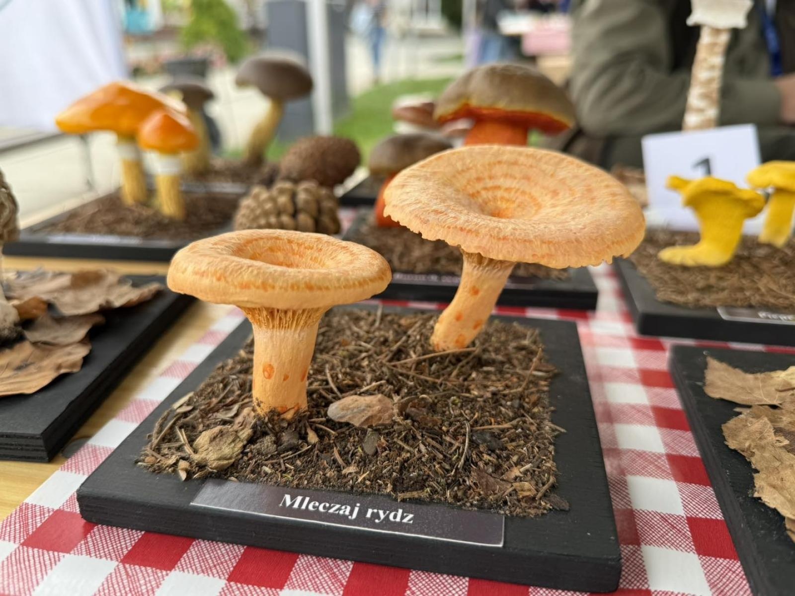 Zdjęcie w galerii na portalu naszwodzislaw.com: DzieJesie(ń) Festiwal w Wodzisławiu Śląskim. Święto jesieni pełne atrakcji [FOTO] wiadomości z regionu