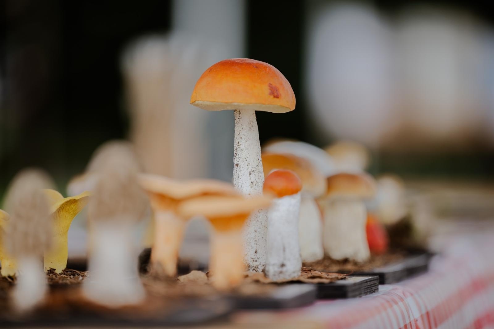 Zdjęcie w galerii na portalu naszwodzislaw.com: DzieJesie(ń) Festiwal w Wodzisławiu Śląskim. Święto jesieni pełne atrakcji [FOTO] wiadomości z regionu