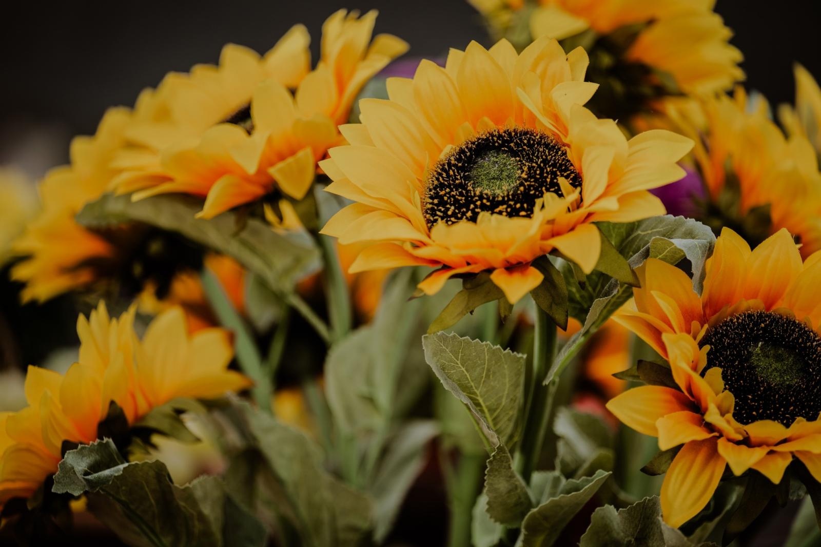 Zdjęcie w galerii na portalu naszwodzislaw.com: DzieJesie(ń) Festiwal w Wodzisławiu Śląskim. Święto jesieni pełne atrakcji [FOTO] wiadomości z regionu