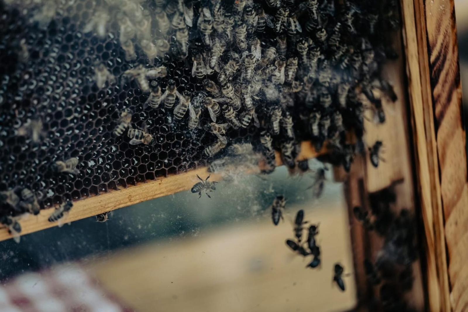 Zdjęcie w galerii na portalu naszwodzislaw.com: DzieJesie(ń) Festiwal w Wodzisławiu Śląskim. Święto jesieni pełne atrakcji [FOTO] wiadomości z regionu