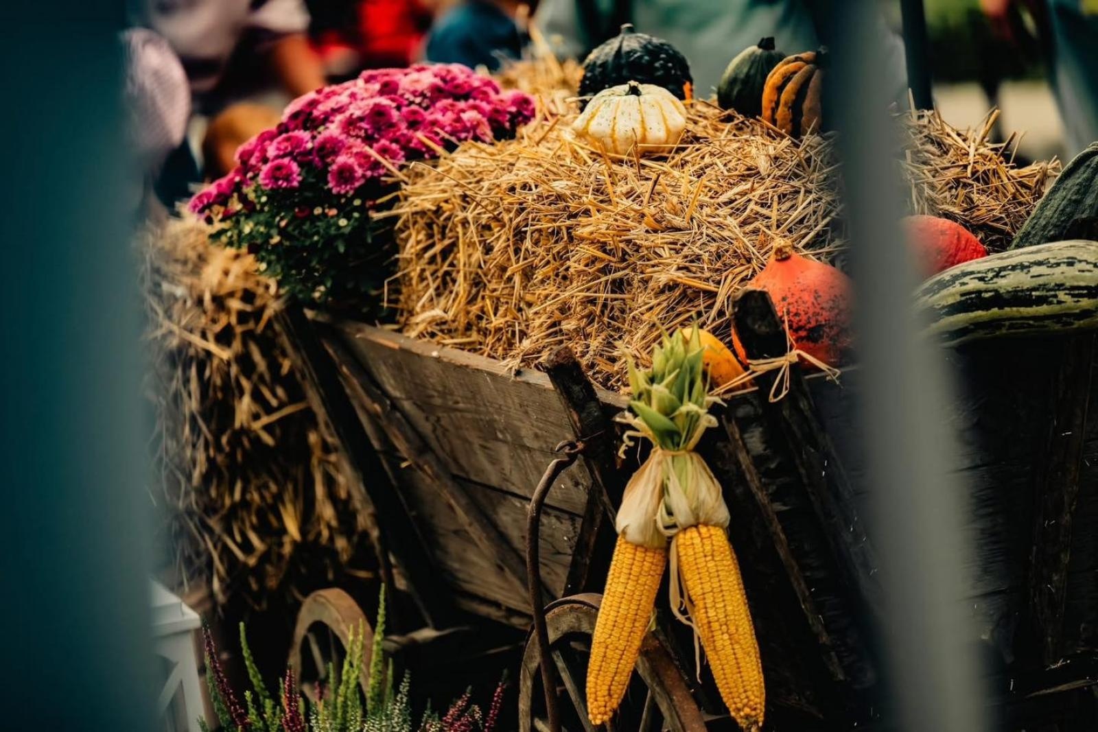 Zdjęcie w galerii na portalu naszwodzislaw.com: DzieJesie(ń) Festiwal w Wodzisławiu Śląskim. Święto jesieni pełne atrakcji [FOTO] wiadomości z regionu