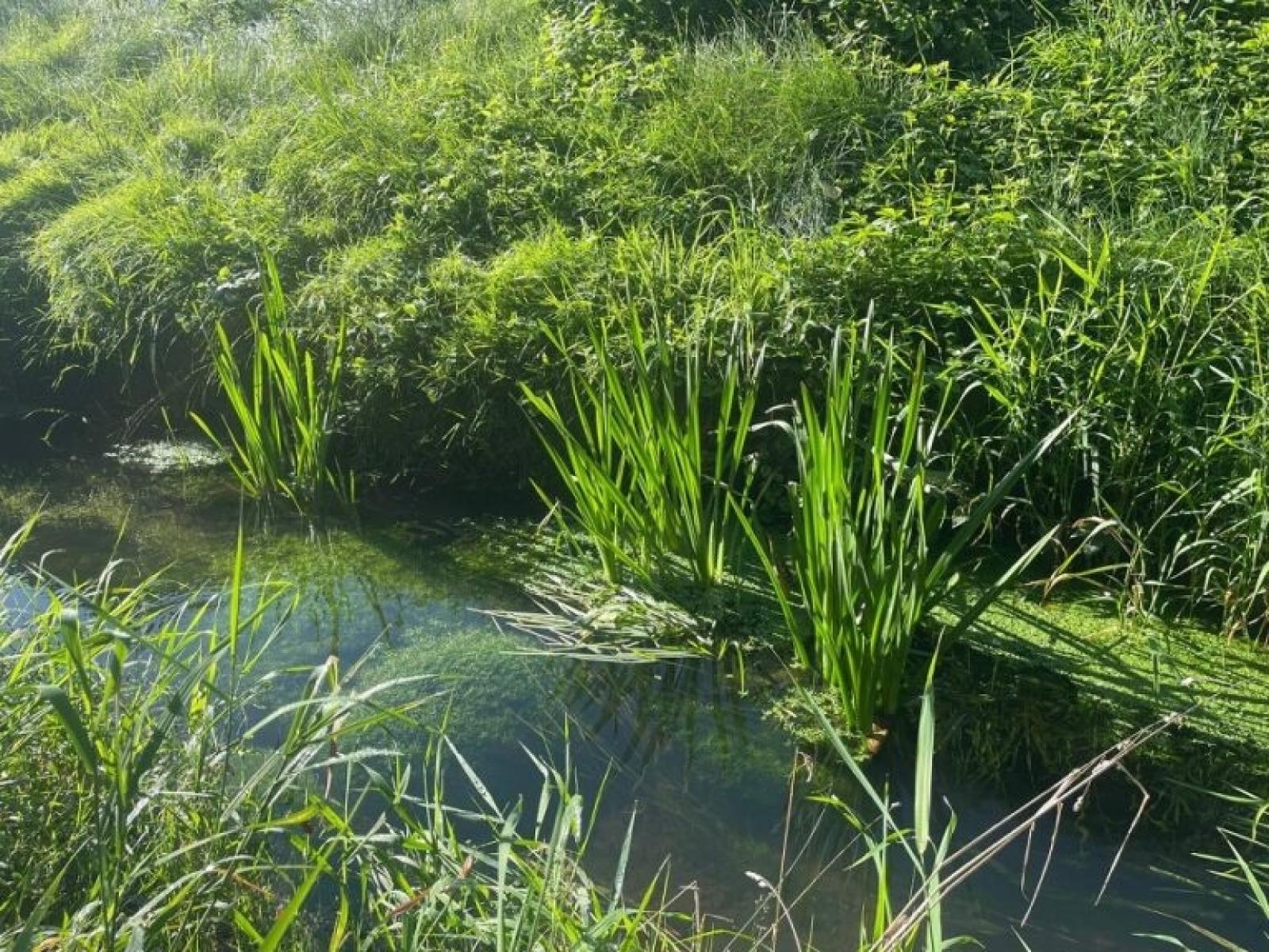 Zdjęcie w galerii na portalu naszwodzislaw.com: Stowarzyszenie Wodzisław 2.0 kontynuuje akcję Czysta Leśnica i apeluje do prezydenta wiadomości z regionu