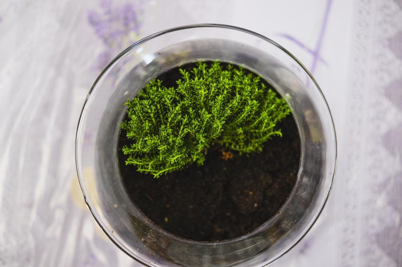 Zdjęcie w galerii na portalu naszwodzislaw.com: Projekt IntegrujeMY. Ogrody Talentów w pełnym rozkwicie [FOTO] wiadomości z regionu