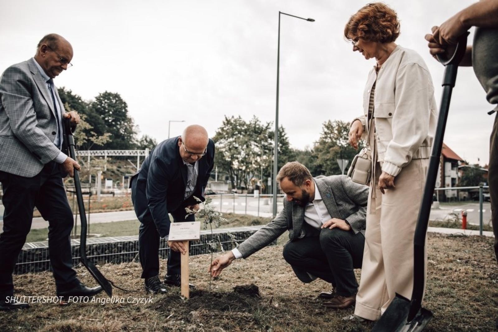 Zdjęcie w galerii na portalu naszwodzislaw.com: Rydułtowy dołączyły do akcji 80 Dębów Pokoju wiadomości z regionu