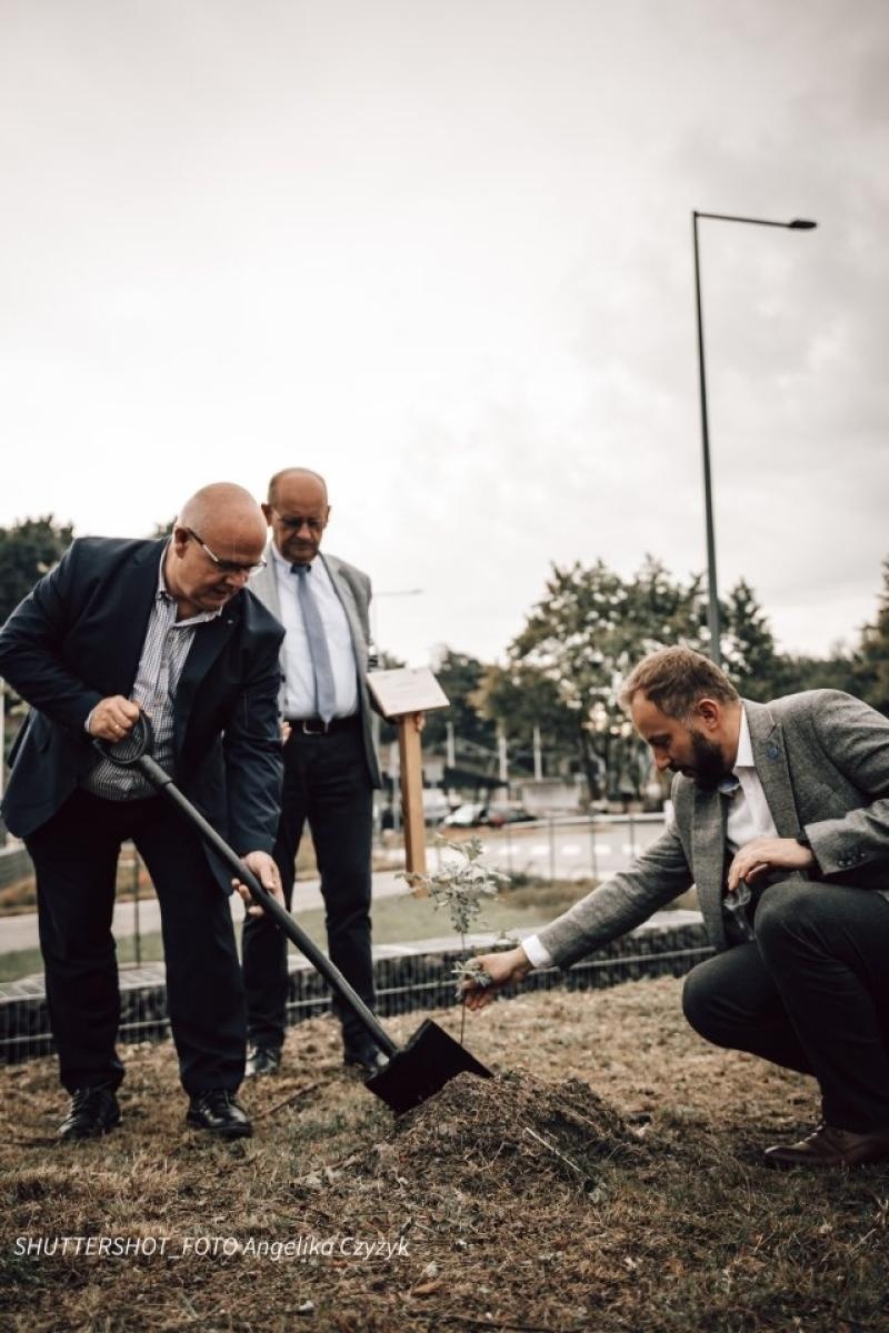 Zdjęcie w galerii na portalu naszwodzislaw.com: Rydułtowy dołączyły do akcji 80 Dębów Pokoju wiadomości z regionu