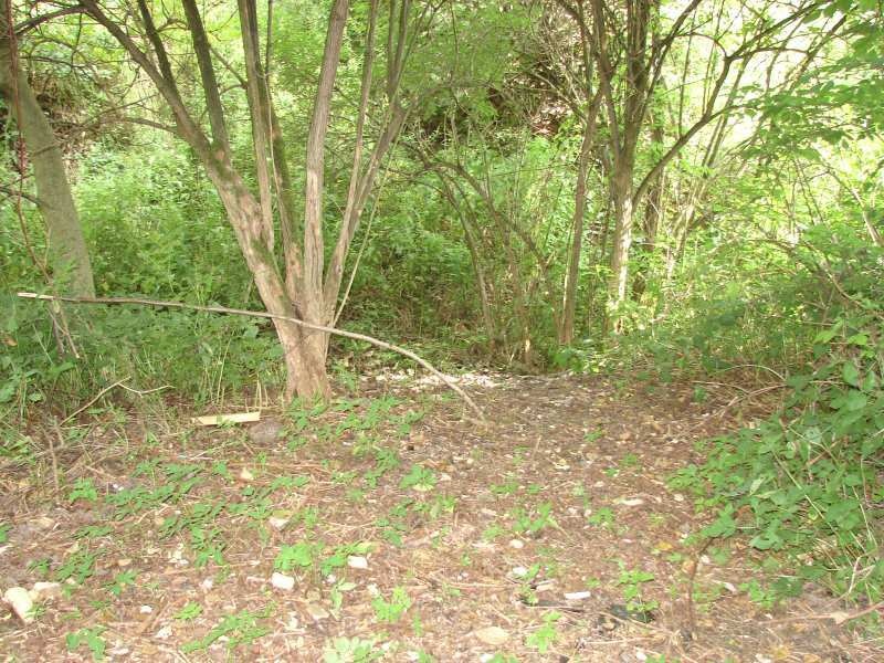 Zdjęcie w galerii na portalu naszwodzislaw.com: PKP posprzątały działkę wiadomości z regionu