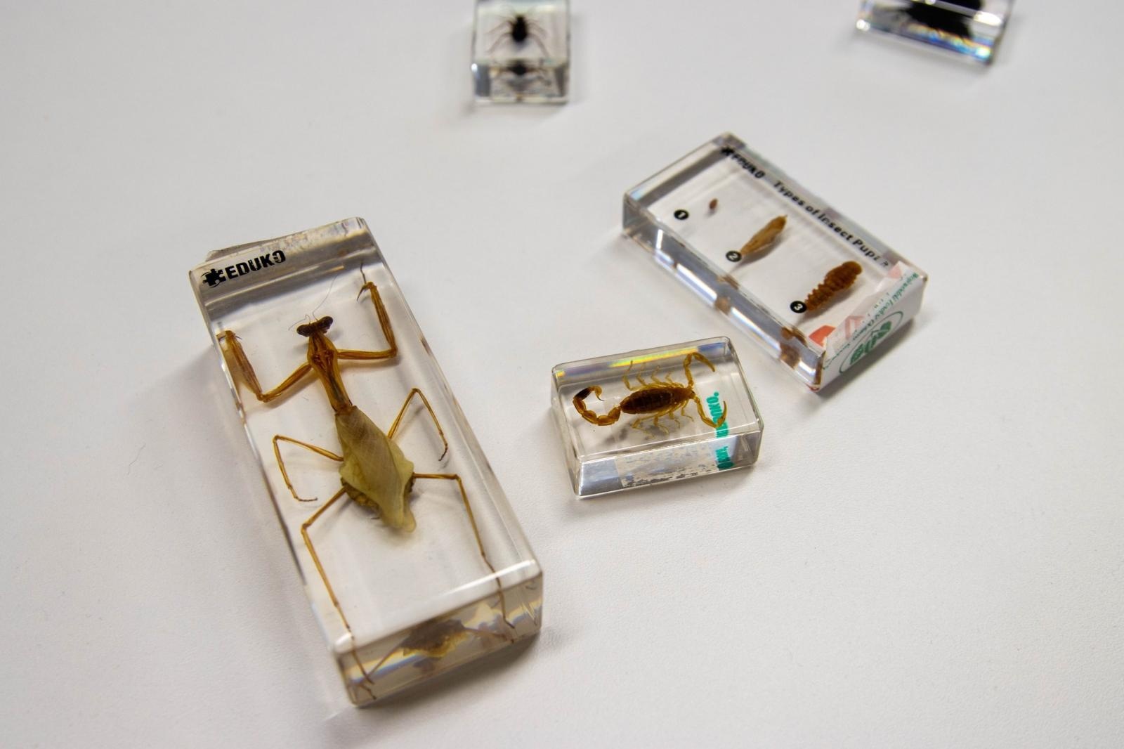 Zdjęcie w galerii na portalu naszwodzislaw.com: Pracownia zielonych pomysłów u Kornela. Nowość w wodzisławskiej Piętnastce [FOTO] wiadomości z regionu