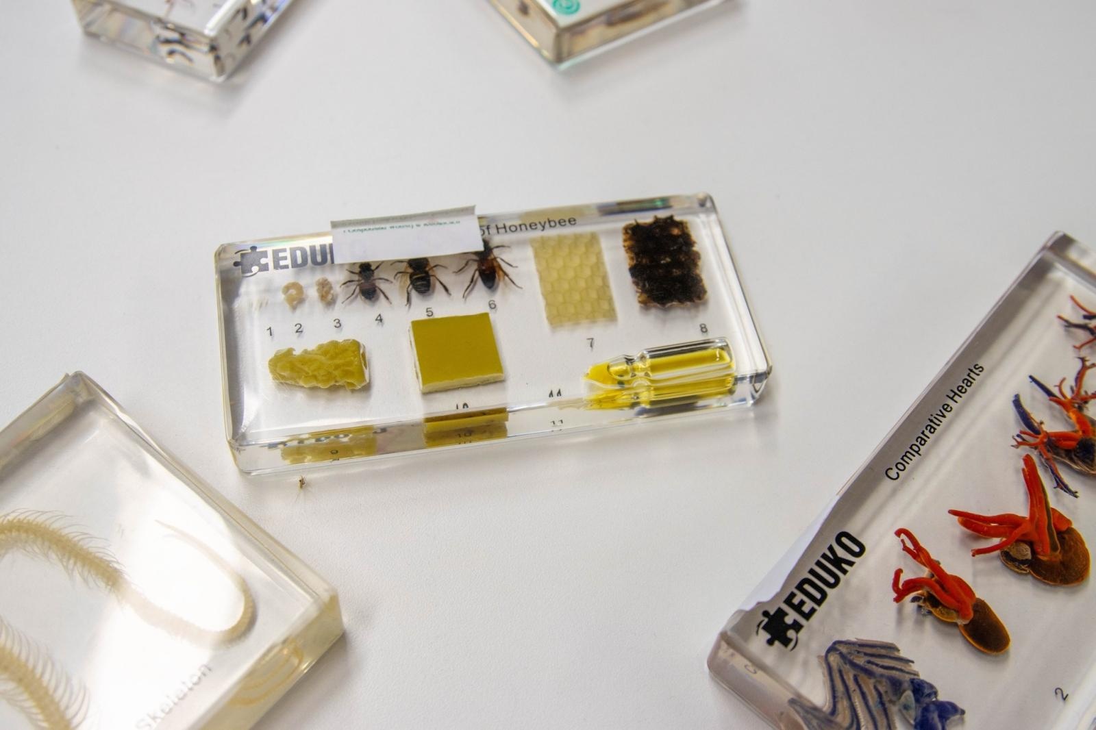 Zdjęcie w galerii na portalu naszwodzislaw.com: Pracownia zielonych pomysłów u Kornela. Nowość w wodzisławskiej Piętnastce [FOTO] wiadomości z regionu