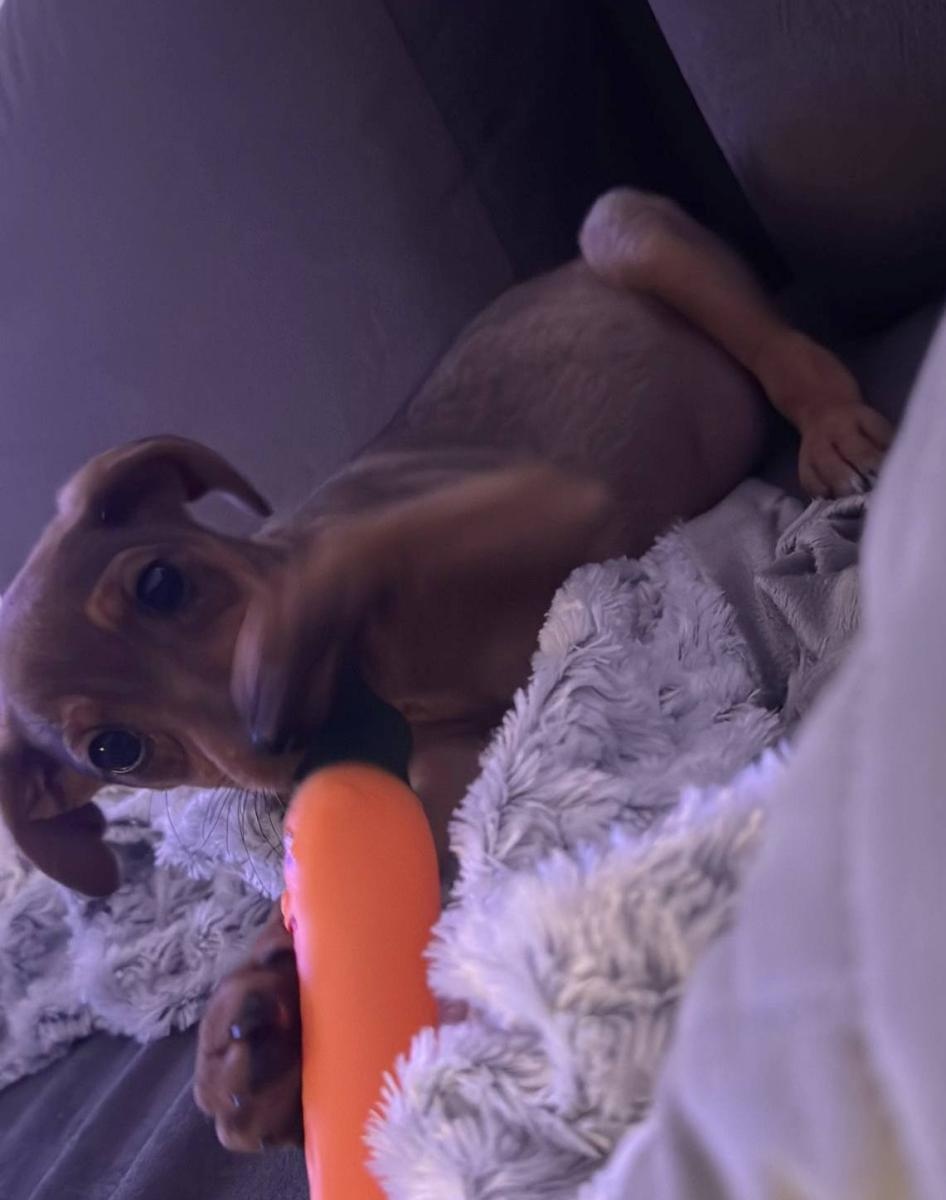 Zdjęcie w galerii na portalu naszwodzislaw.com: Porzucone szczenięta z Czyżowic znalazły nowe domy wiadomości z regionu