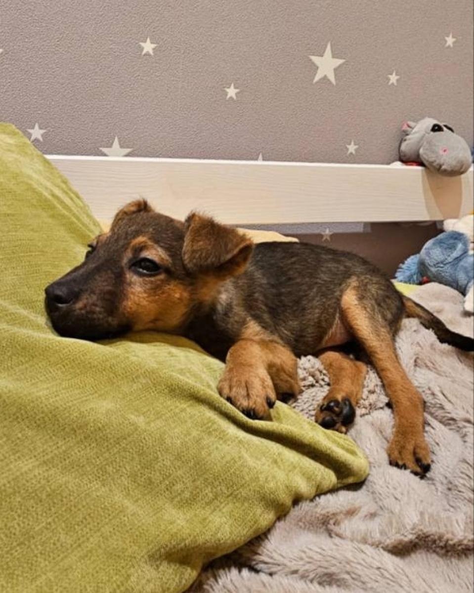 Zdjęcie w galerii na portalu naszwodzislaw.com: Porzucone szczenięta z Czyżowic znalazły nowe domy wiadomości z regionu