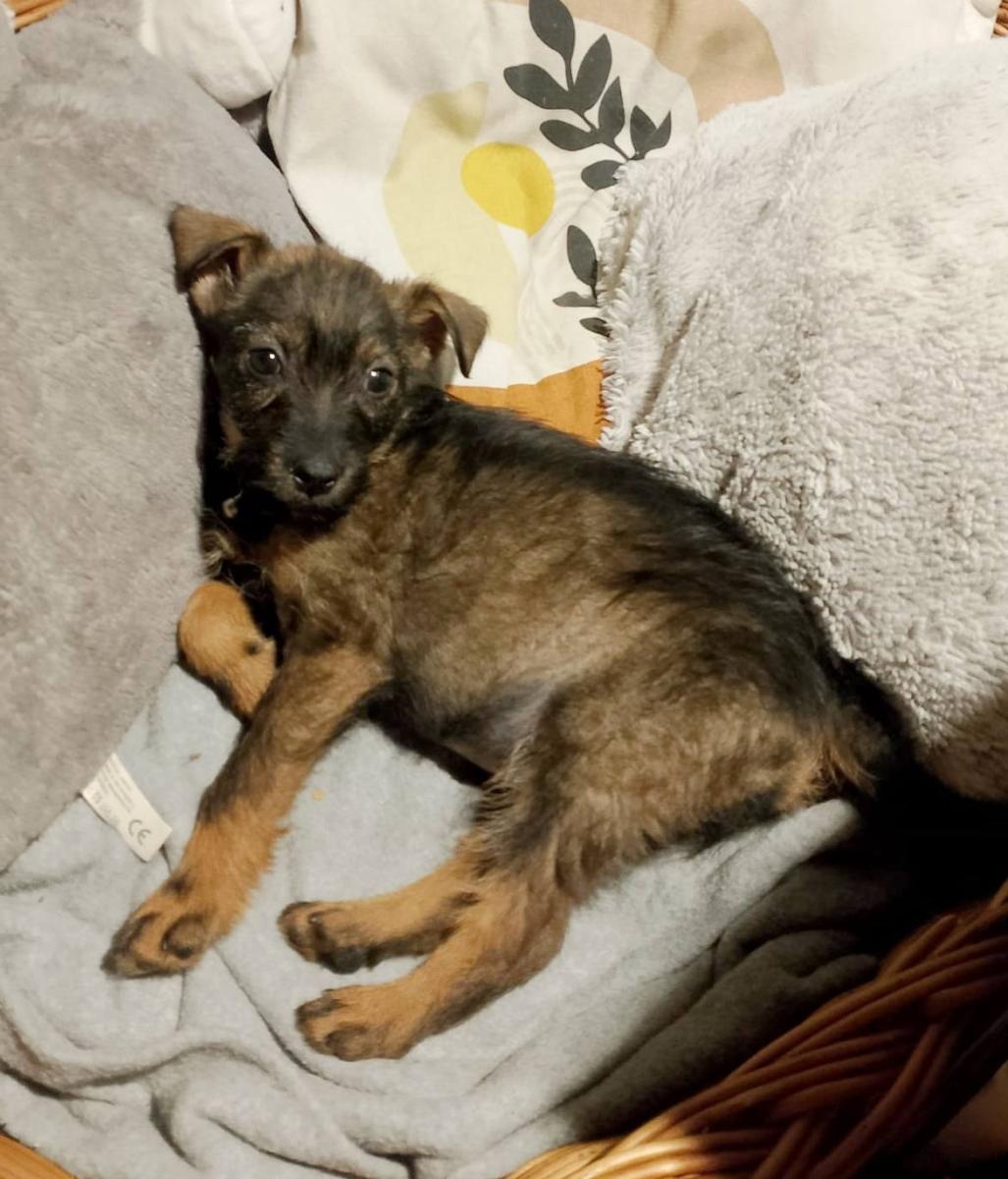 Zdjęcie w galerii na portalu naszwodzislaw.com: Porzucone szczenięta z Czyżowic znalazły nowe domy wiadomości z regionu