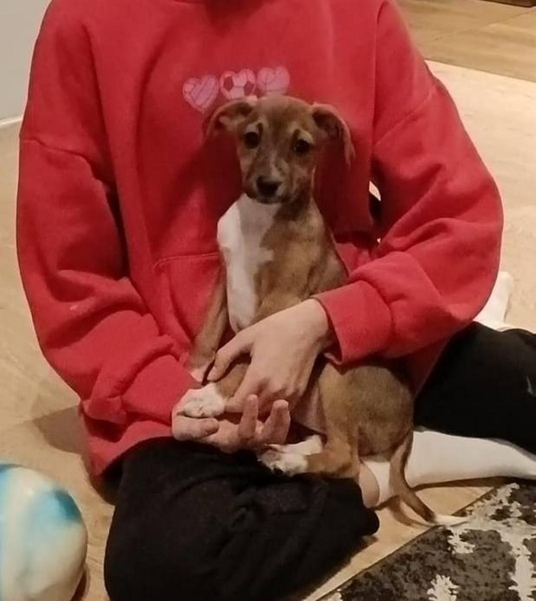 Zdjęcie w galerii na portalu naszwodzislaw.com: Porzucone szczenięta z Czyżowic znalazły nowe domy wiadomości z regionu