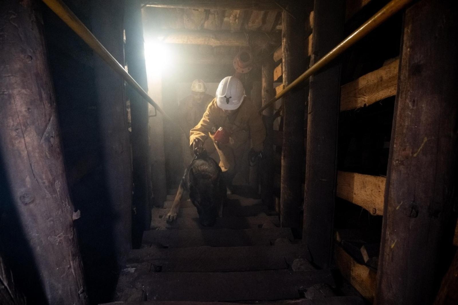 Zdjęcie w galerii na portalu naszwodzislaw.com: Szkolenie psów służbowych 1080 metrów pod ziemią wiadomości z regionu