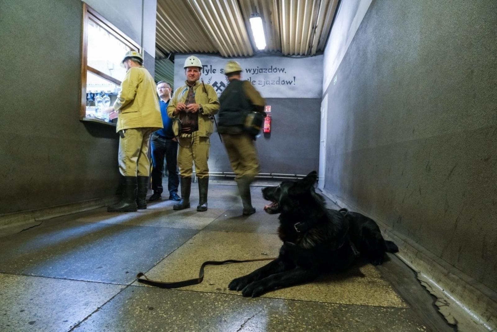 Zdjęcie w galerii na portalu naszwodzislaw.com: Szkolenie psów służbowych 1080 metrów pod ziemią wiadomości z regionu
