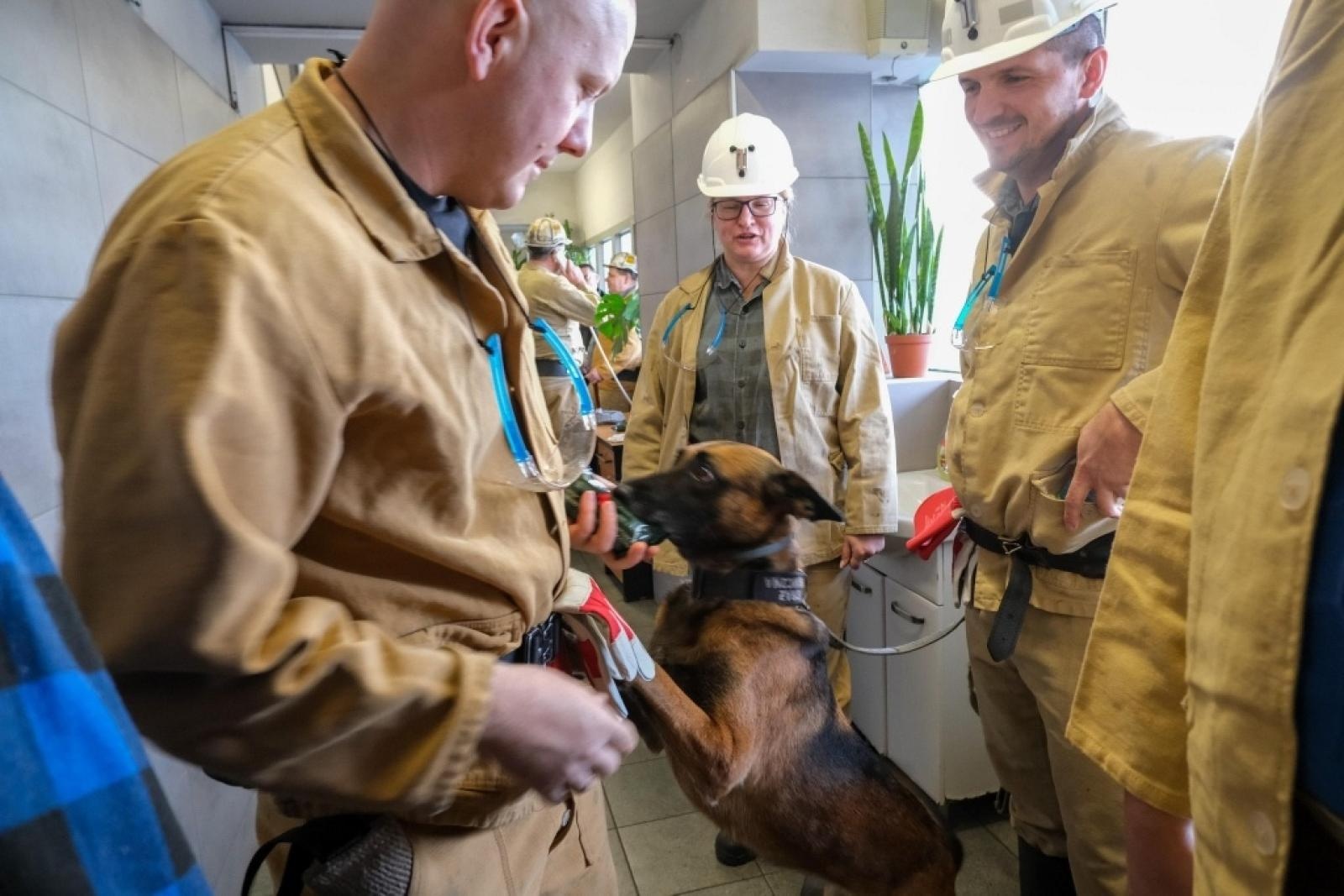 Zdjęcie w galerii na portalu naszwodzislaw.com: Szkolenie psów służbowych 1080 metrów pod ziemią wiadomości z regionu