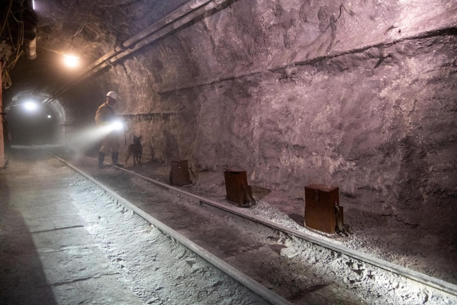 Zdjęcie w galerii na portalu naszwodzislaw.com: Szkolenie psów służbowych 1080 metrów pod ziemią wiadomości z regionu