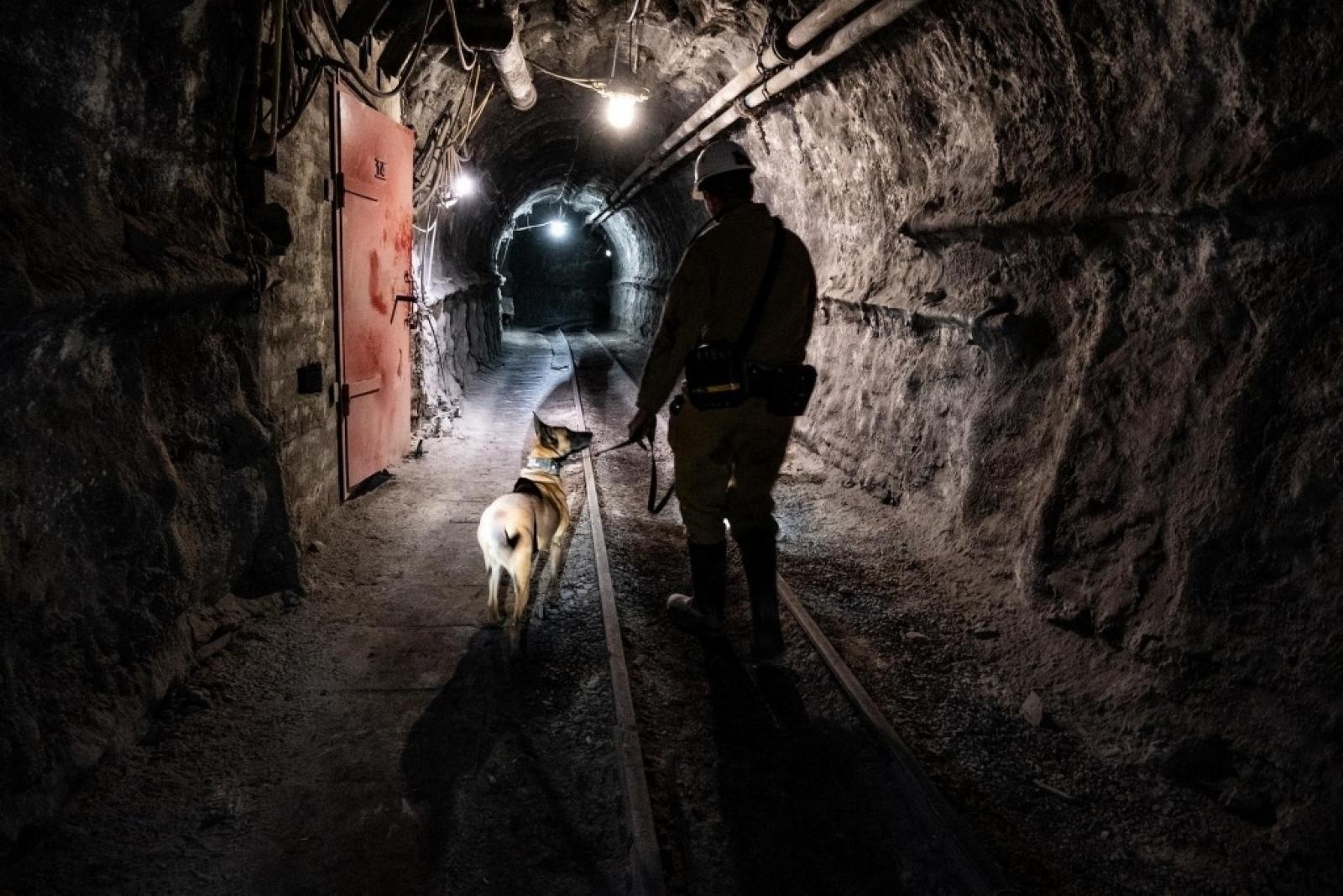 Zdjęcie w galerii na portalu naszwodzislaw.com: Szkolenie psów służbowych 1080 metrów pod ziemią wiadomości z regionu