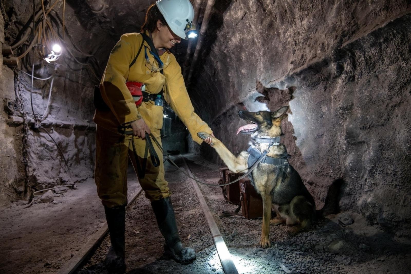 Zdjęcie w galerii na portalu naszwodzislaw.com: Szkolenie psów służbowych 1080 metrów pod ziemią wiadomości z regionu