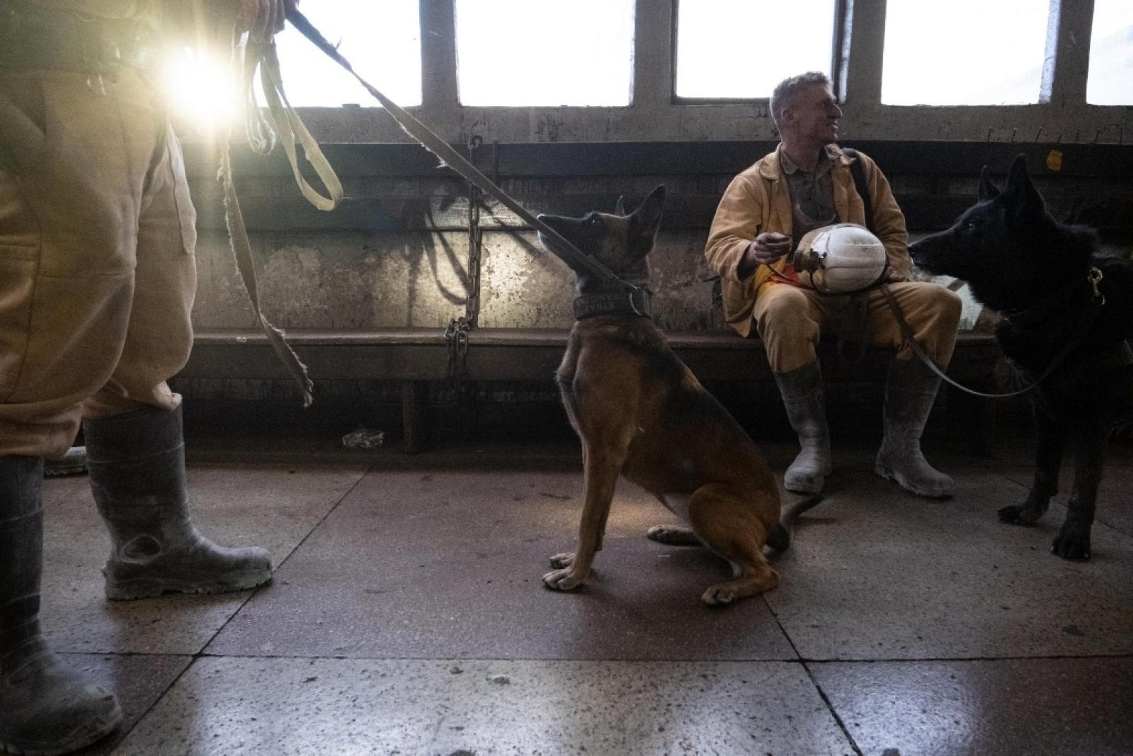 Zdjęcie w galerii na portalu naszwodzislaw.com: Szkolenie psów służbowych 1080 metrów pod ziemią wiadomości z regionu