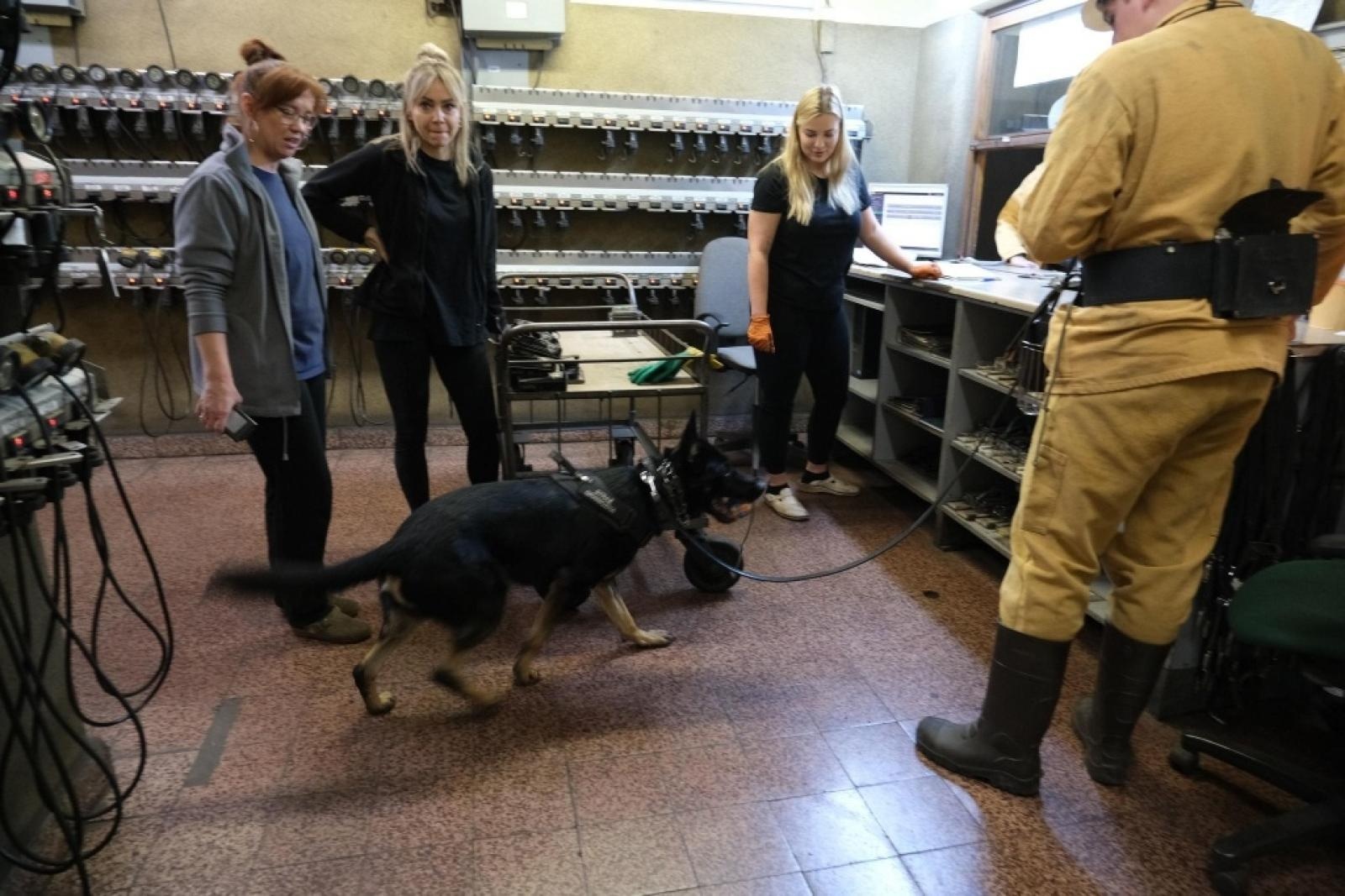 Zdjęcie w galerii na portalu naszwodzislaw.com: Szkolenie psów służbowych 1080 metrów pod ziemią wiadomości z regionu