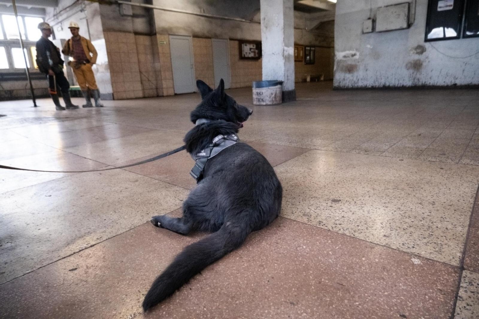 Zdjęcie w galerii na portalu naszwodzislaw.com: Szkolenie psów służbowych 1080 metrów pod ziemią wiadomości z regionu