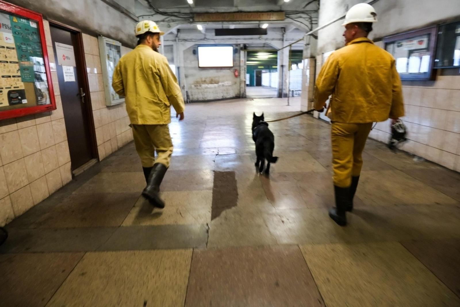 Zdjęcie w galerii na portalu naszwodzislaw.com: Szkolenie psów służbowych 1080 metrów pod ziemią wiadomości z regionu