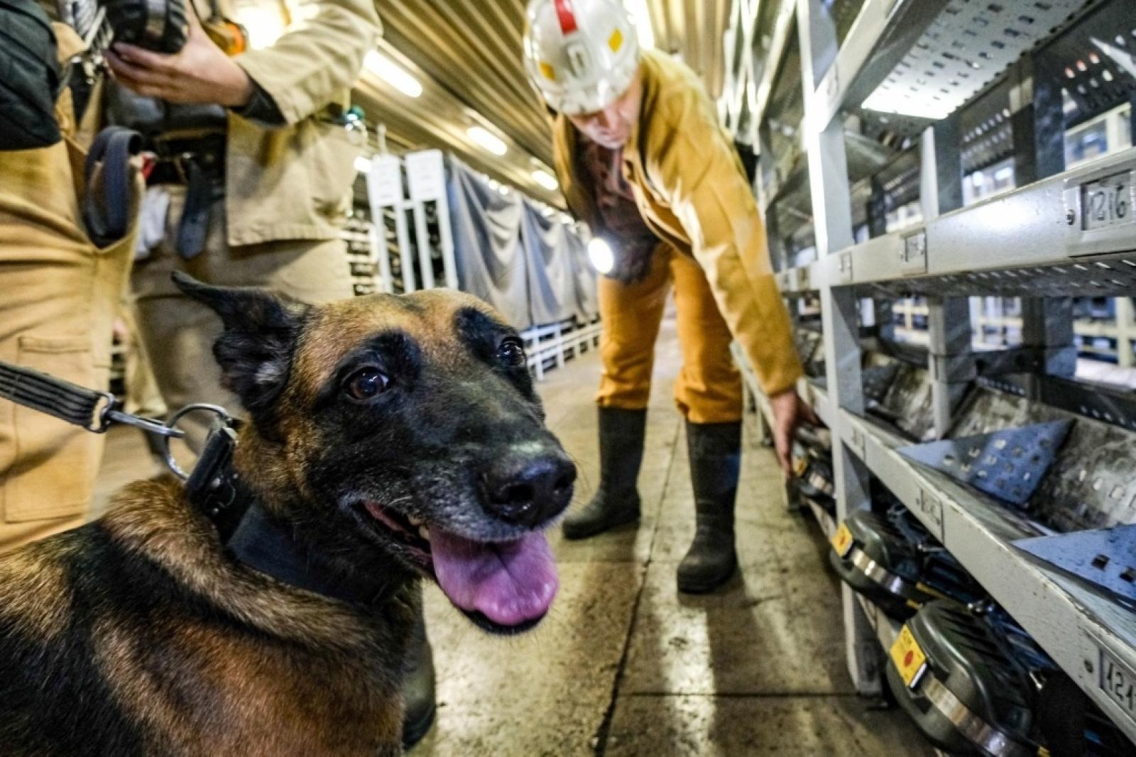 Zdjęcie w galerii na portalu naszwodzislaw.com: Szkolenie psów służbowych 1080 metrów pod ziemią wiadomości z regionu