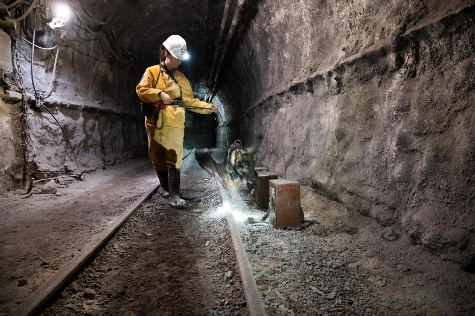 Zdjęcie w galerii na portalu naszwodzislaw.com: Szkolenie psów służbowych 1080 metrów pod ziemią wiadomości z regionu