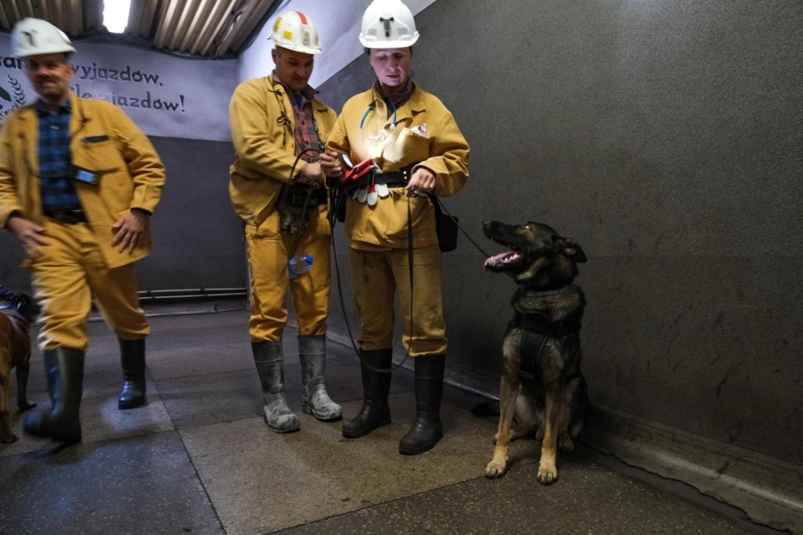 Zdjęcie w galerii na portalu naszwodzislaw.com: Szkolenie psów służbowych 1080 metrów pod ziemią wiadomości z regionu