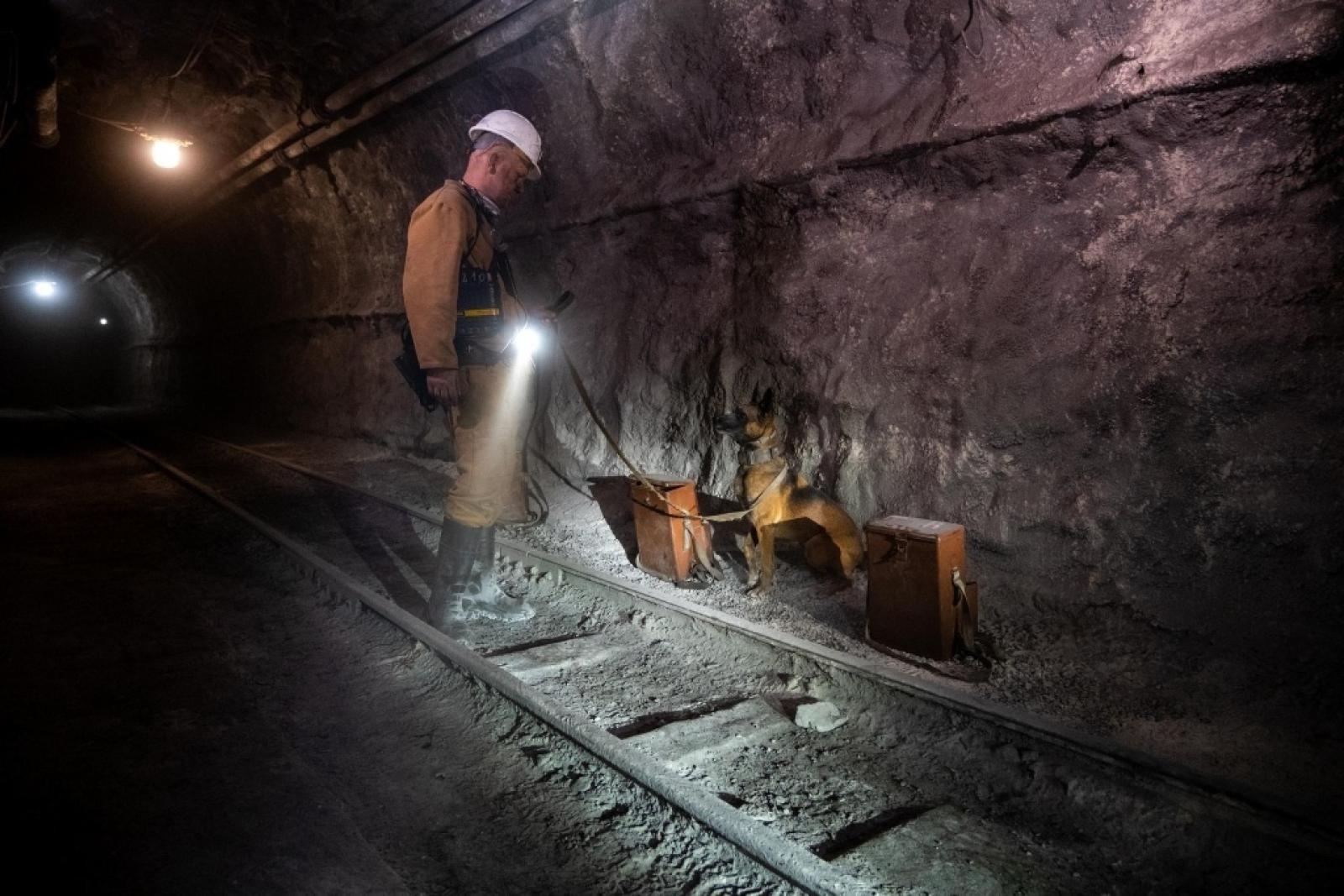 Zdjęcie w galerii na portalu naszwodzislaw.com: Szkolenie psów służbowych 1080 metrów pod ziemią wiadomości z regionu