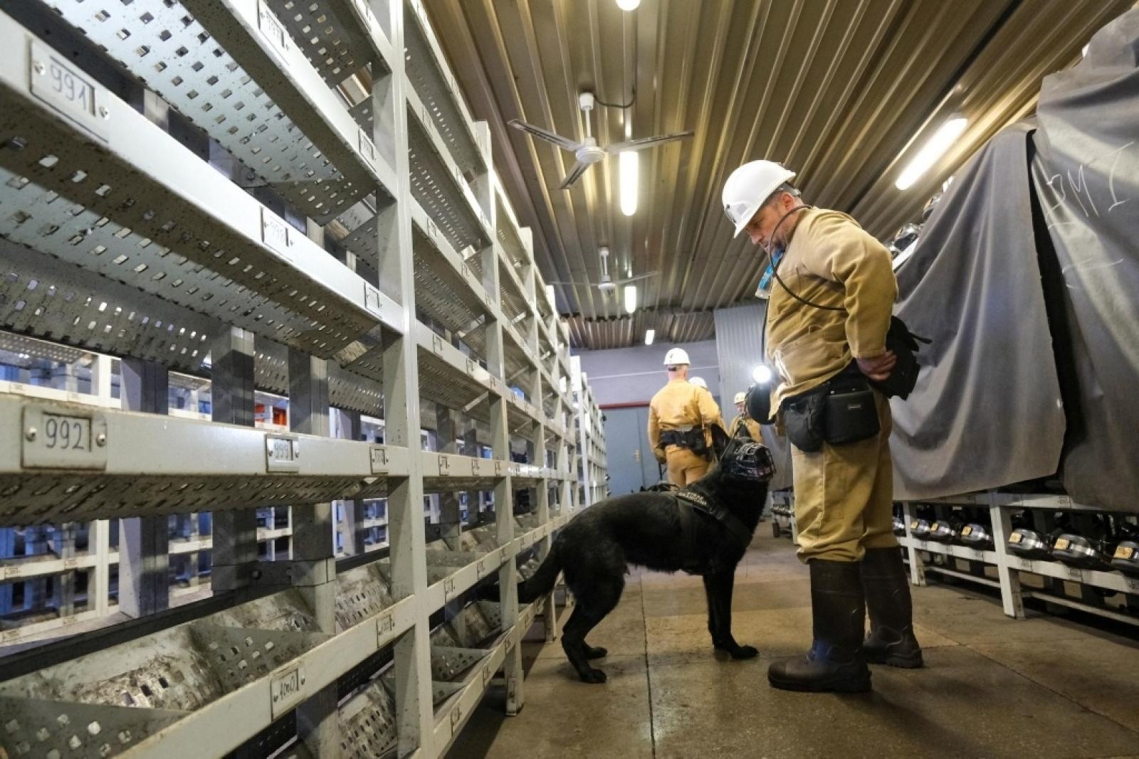 Zdjęcie w galerii na portalu naszwodzislaw.com: Szkolenie psów służbowych 1080 metrów pod ziemią wiadomości z regionu