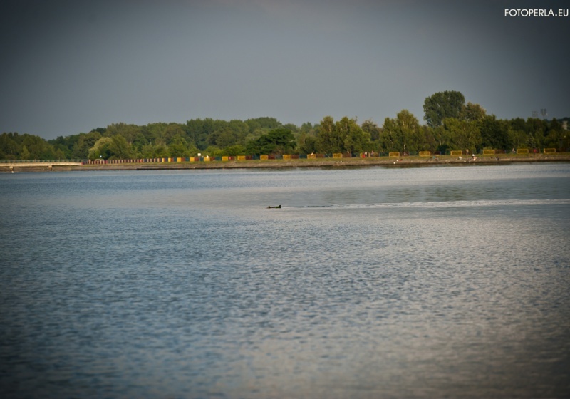 Zdjęcie w galerii na portalu naszwodzislaw.com: Widziałeś już takiego olbrzyma? wiadomości z regionu