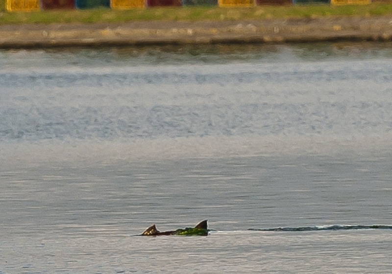 Zdjęcie w galerii na portalu naszwodzislaw.com: Widziałeś już takiego olbrzyma? wiadomości z regionu